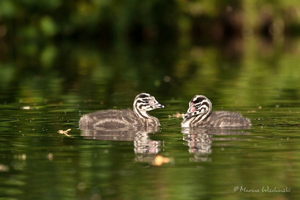 Haubentaucher (Podiceps cristatus) 