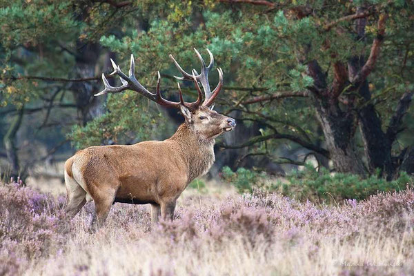 Rothirsch (Cervus elaphus)  - c -