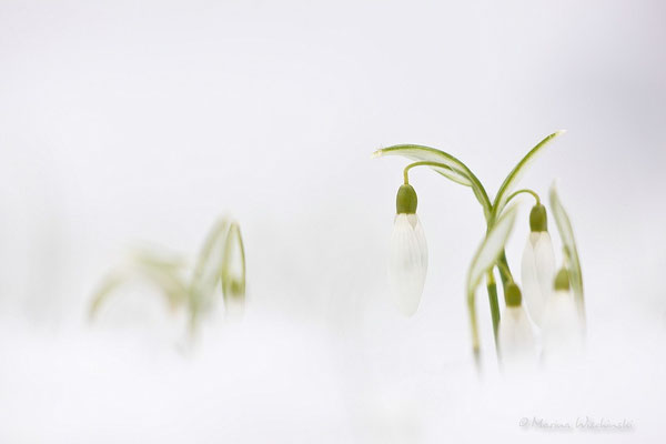 Schneeglöckchen (Galanthus)