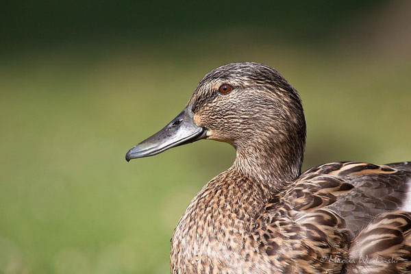 Stockenten (Anas platyrhynchos)