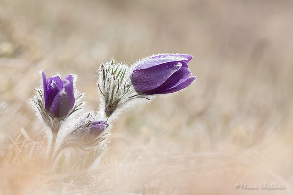 Küchenschellen (Pulsatilla)