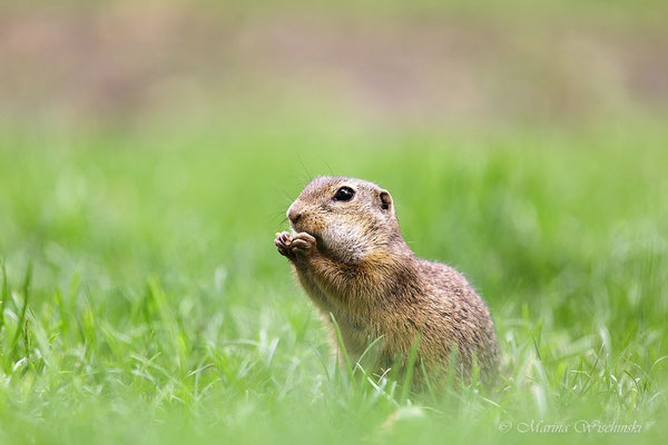 Europäischer Ziesel (Spermophilus citellus)  Burgenland 2014