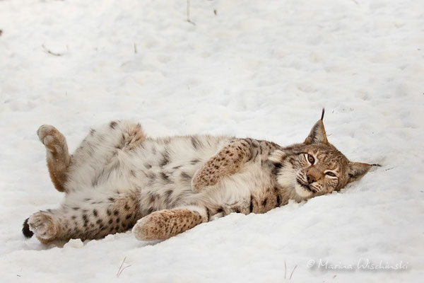 Eurasischer Luchs (Lynx lynx) - captive