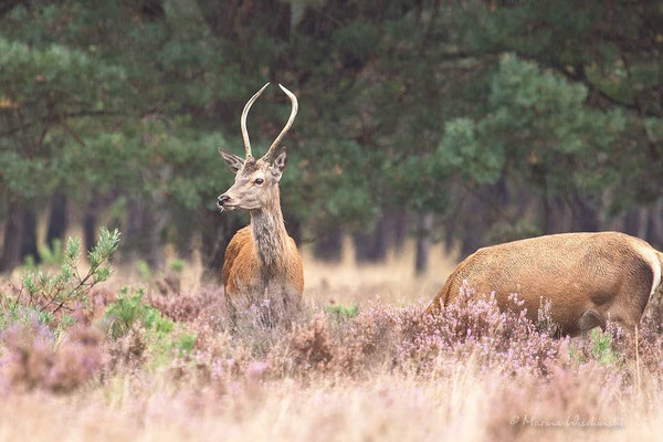 Rothirsch (Cervus elaphus)  - c -