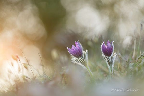 Küchenschellen (Pulsatilla)