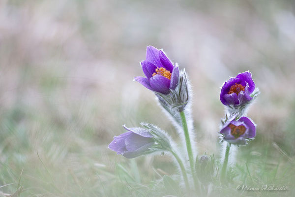 Küchenschellen (Pulsatilla)