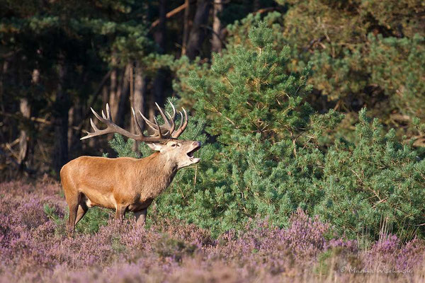 Rothirsch (Cervus elaphus)  - c -