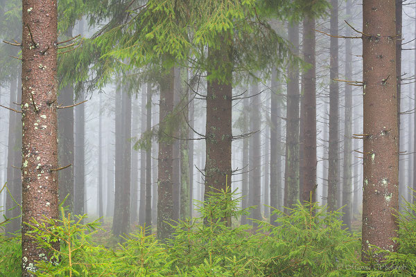 FIchtenwald im Nebel