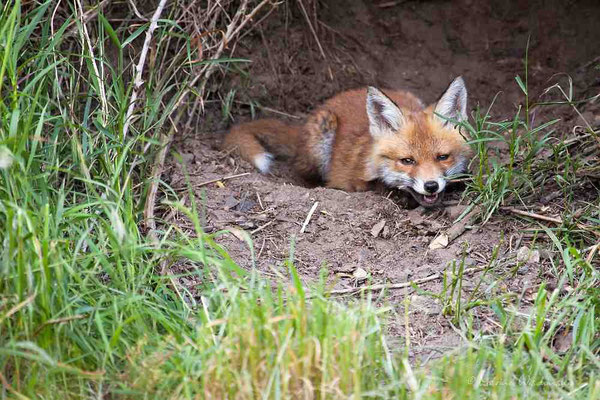  Rotfuchs (Vulpes vulpes) 