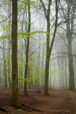 Nebel m Buchenwald