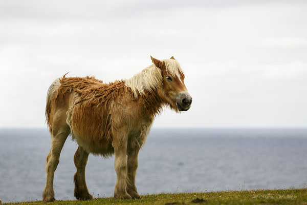 Pottok-Pony (Baskisches Wildpferd)