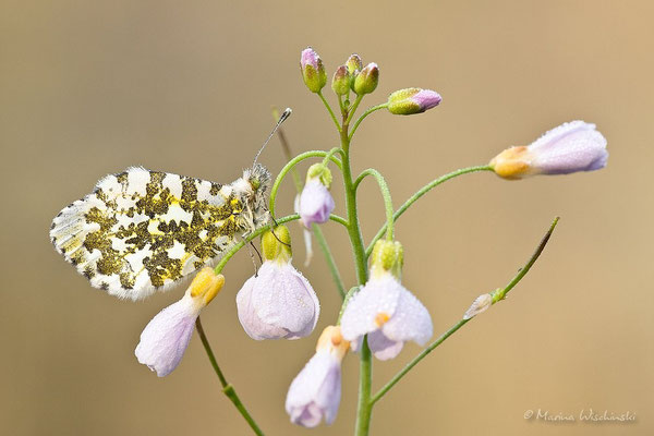 Aurorafalter (Anthocharis cardamines)