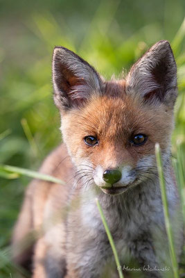 Rotfuchs (Vulpes vulpes) 