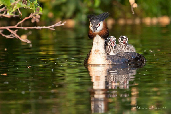 Haubentaucher (Podiceps cristatus) 