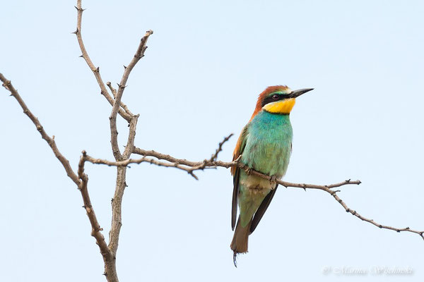 Bienenfresser (Merops apiaster)