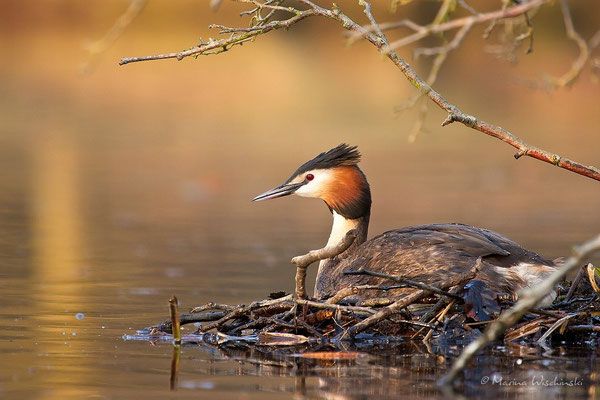 Haubentaucher (Podiceps cristatus) 