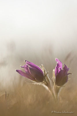 Küchenschellen (Pulsatilla)