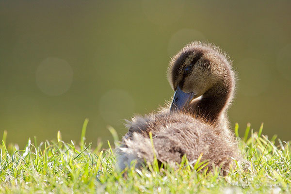 Stockenten (Anas platyrhynchos)