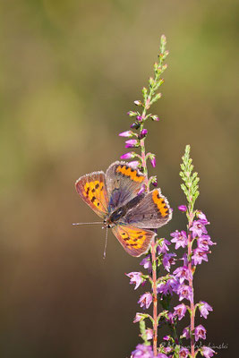 Kleiner Feuerfalter (Lycaena phlaeas)  