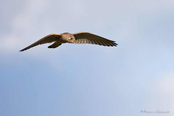 Turmfalke (Falco tinnunculus)