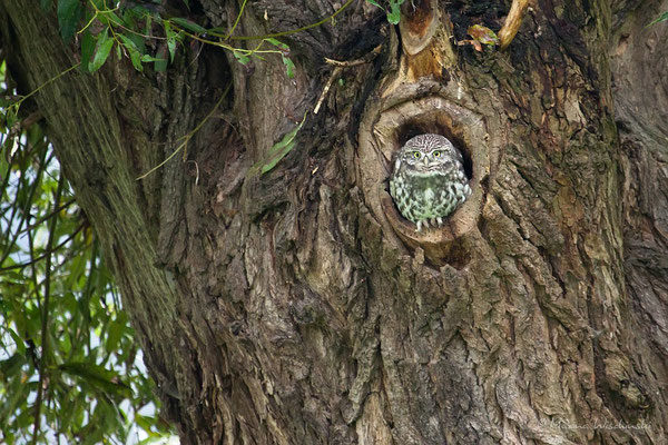 Steinkauz (Athene noctua)