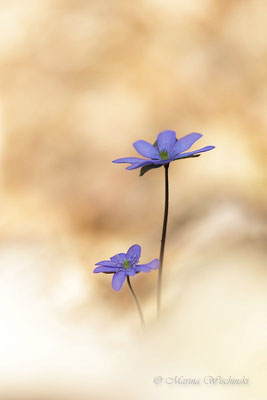 Leberblümchen (Hepatica nobilis)