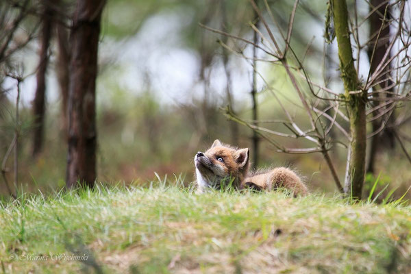 Rotfuchs (Vulpes vulpes) 