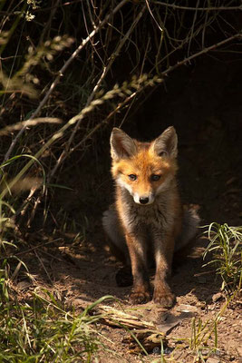 Rotfuchs (Vulpes vulpes) 