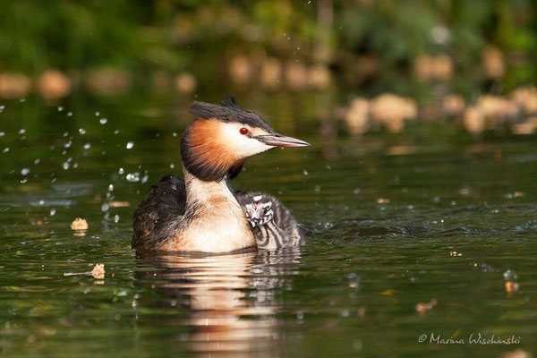 Haubentaucher (Podiceps cristatus) 