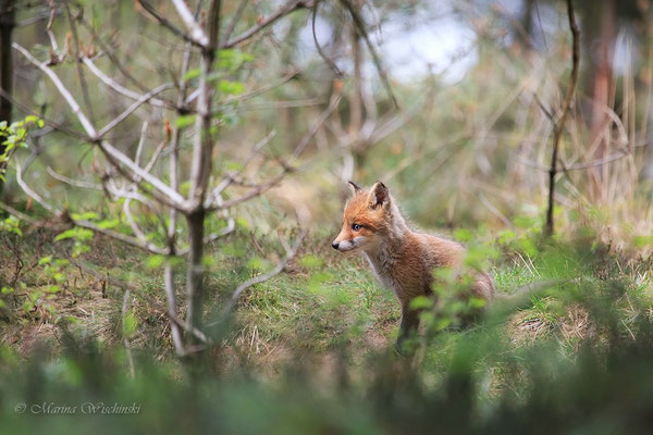 Rotfuchs (Vulpes vulpes) 