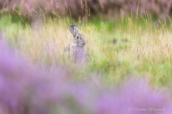 Wildkaninchen (Oryctolagus cuniculus)