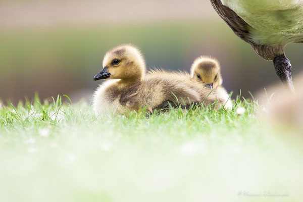 Kanadagans (Branta canadensis)