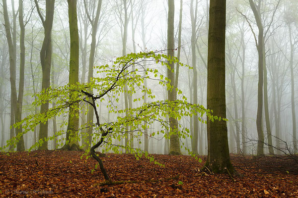 Buche im Nebelwald