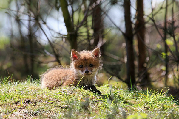 Rotfuchs (Vulpes vulpes) 