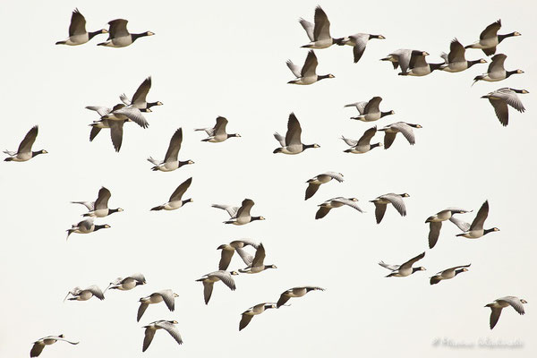 Weißwangen- oder Nonnengans (Branta leucopsis)