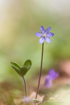 Leberblümchen (Hepatica nobilis)