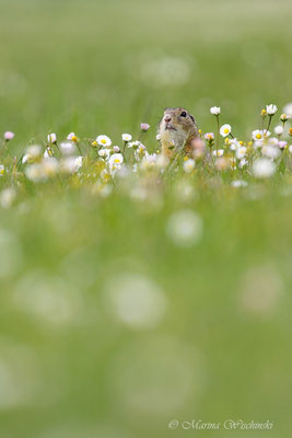 Europäischer Ziesel (Spermophilus citellus)  Burgenland 2014