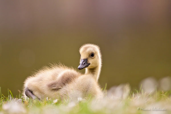 Kanadagans (Branta canadensis)