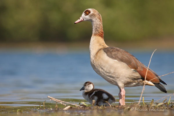 Nilgans (Alopochen aegyptiacus) 