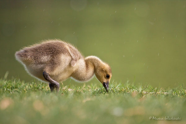 Kanadagans (Branta canadensis)