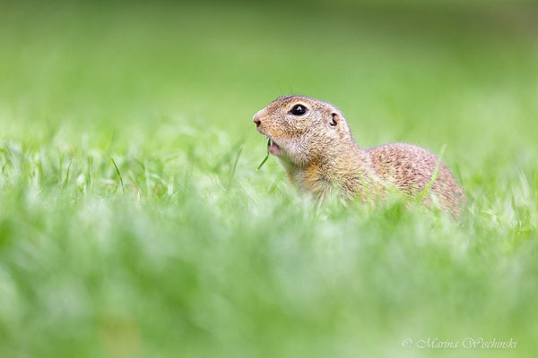 Europäischer Ziesel (Spermophilus citellus)  Burgenland 2014