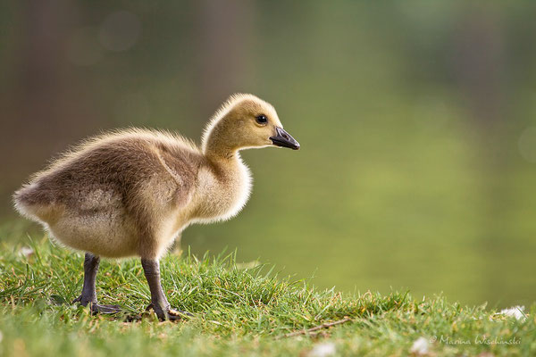 Kanadagans (Branta canadensis)