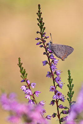 Kleiner Feuerfalter (Lycaena phlaeas)  