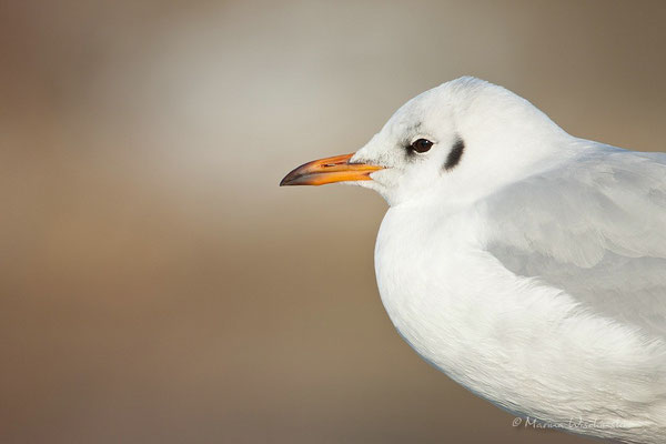  Lachmöwe (Chroicocephalus)