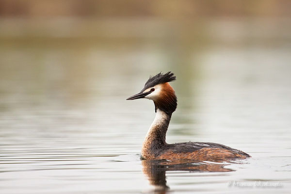 Haubentaucher (Podiceps cristatus) 