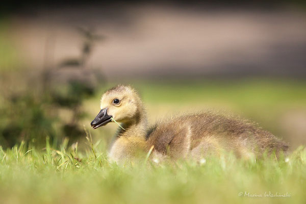 Kanadagans (Branta canadensis)