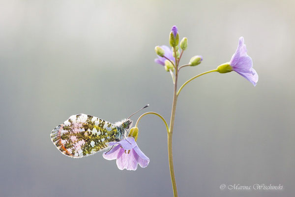 Männllicher Aurorafalter (Anthocharis cardamines)