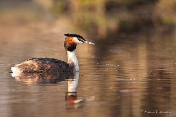 Haubentaucher (Podiceps cristatus) 