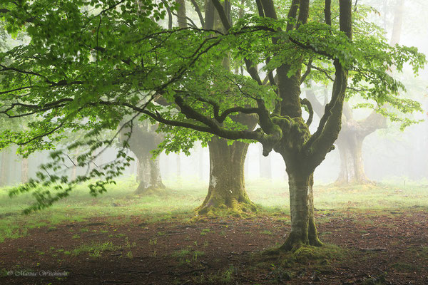 Buchewald  im Nebel