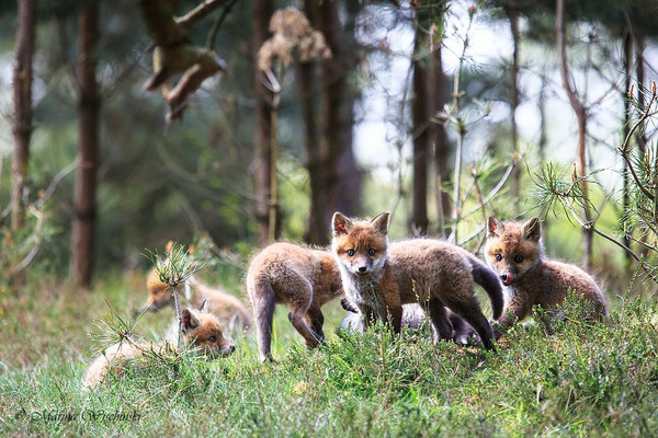 Rotfuchs (Vulpes vulpes) 